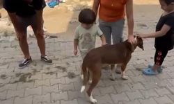 Alevlerin arasından kurtarılan ‘bıdık’ Emekli Hayvanlar Çiftliği'ne sığındı