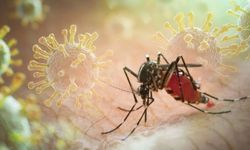 Uzmanlardan rahatlatan açıklama: Chikungunya virüsü için telaş edilecek bir şey yok
