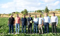 Coğrafi işaretli, Kazan Kavunu'nun hasadı başlıyor