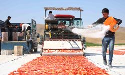 Domateste 15 bin 300 ton rekolte bekleniyor