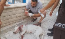 Hamile köpeğe silahlı saldırı