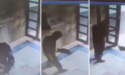İstanbul'da kediyi öldüren kişi tutuklandı