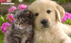 Kedi ve köpek tüyünden insan ölür mü? Uzmanlardan şok iddialara yanıt