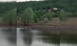 Kızılcahamam’da anne ayı ve üç yavrusu göle indi!