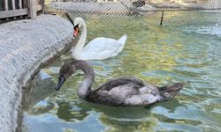 Kuğulu Park'ta geri sayım! Yeni yavrular geliyor
