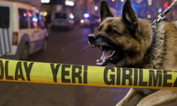 Mamak’ta sokak köpeklerine silahlı saldırı!