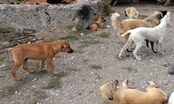 O ilde 10 köpek zehirlenerek öldürüldü!