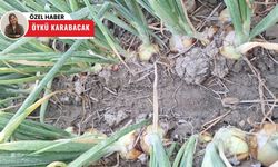 Polatlı’da pancar ve soğan tarlaları için hasat öncesi uyarılar