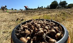 UNESCO mirası dünyanın en pahalı baharatı toprağa kavuştu