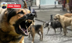 Sincan’da başıboş köpek sorunu: Mahalleli tedirgin