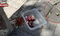 Sokak hayvanları için iyi niyetle bırakılan etler sağlığı riske atıyor