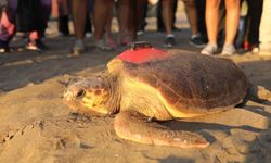 ‘Tuba’ ismi verilen caretta carettaya ikinci kez uydu takip cihazı takıldı