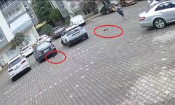 Yavru kediler işe giden kadını kovaladı!