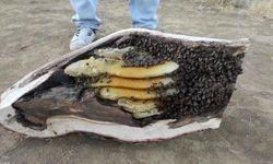 Ağaç kovuklarından kilolarca bal çıkartıldı!