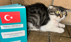 Ankara’da mahsur kalan kedi yurt dışına sahiplendirildi
