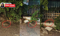 Ankara'nın merkezinde fareler cirit atıyor!
