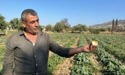 Aydın’ın tescilli ürünü enginara sahip çıkılmıyor