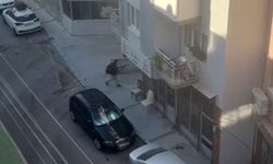 İzmir karakol saldırısında gözaltı sayısı 27’ye yükseldi