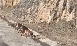Dağ keçileri yol üzerinde su içerken görüntülendi