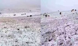 Erzurum’a yılın ilk karı yağdı!