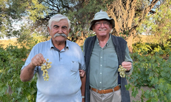Evren'de ata tohumu üzümlerinin hasadı başladı