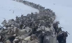 Eylül ayında yağan karda, hayvanlar mahsur kaldı!