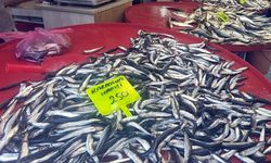 Karadeniz hamsisi kilosu 250 TL’den satışta