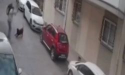 Görüntüler büyük tepki çekti! İzmir'de köpeğe kemerli saldırı
