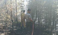 Kastamonu’da çıkan yangında 10 dönümlük alan zarar gördü