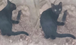 Kedi ve fare arasındaki dostluk şaşırttı