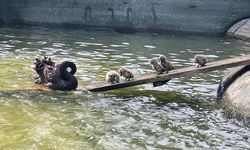 Kuğulu Park’ın yeni yavruları ziyaretçilerin gözdesi oldu
