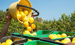 Bakanlıktan limon ve elma ihracatına yeni düzenleme