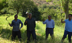 Orakla pirinç hasadı geleneği devam ediyor