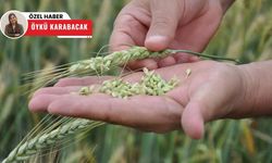 Polatlı Ticaret Borsası ağustos rakamları açıklandı: Fiyatlar yükseldi, tonaj düştü!