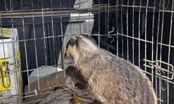 Strese girip psikolojisi bozulan hayvan, tedavi edildi