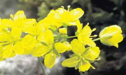 “Tüylü Kekreçiçeği” Türkiye florasına kaydedildi