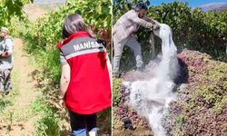 Yasaklı ilaç kullanılan tonlarca üzüm imha edildi