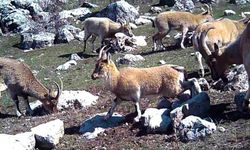 Munzur Dağları’nın sessiz misafirleri yaban keçileri fotokapana takıldı