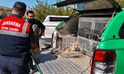 Yaralı tilki tedavi altına alındı