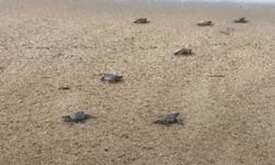 Caretta caretta yavruları denize ulaşmak için ilk adımlarını attı