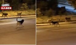 Yenimahalle’de sokak köpekleri tehlike saçıyor