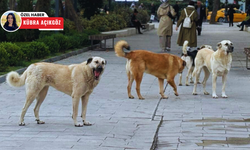 Ankara’da art arda sokak köpeği şikayetleri!
