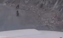 Ayı ve yavrusunun kaçış anı kamerada