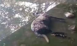 Başıboş köpekler koyun sürüsüne saldırdı! Hayvanlar telef oldu