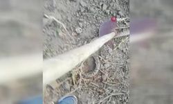 Beypazarı’nda 2,5 metrelik yılan panik yarattı
