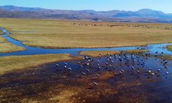 Göç eden turnalar Erzurum'da mola verdi