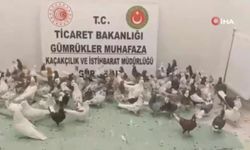 Gürbulak Sınır Kapısı'nda tam 85 adet ele geçirildi