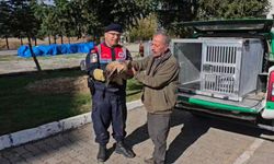 Halsiz halde bulunan kızıl şahin için seferber oldular