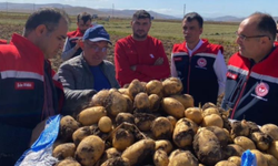 Hasat başladı: Patates üreticisinin yüzü güldü
