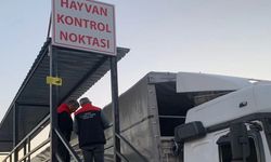 Ankara’da hayvan sağlığı denetimleri sıkılaştırıldı